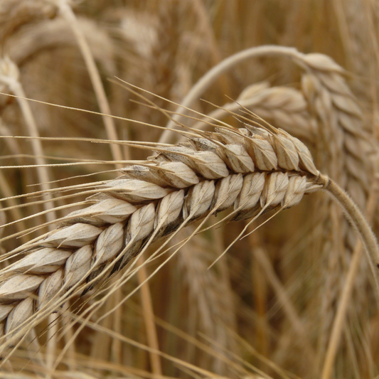 Was essen bei Glutenunverträglichkeit? Ein Überblick: